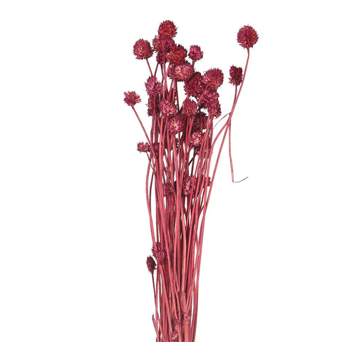 Preserved Dried Bunch of Globe Amaranth