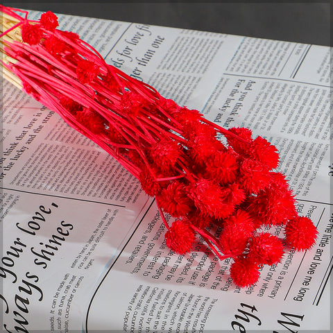 Preserved Dried Bunch of Globe Amaranth