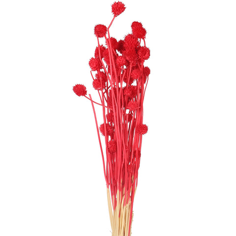 Preserved Dried Bunch of Globe Amaranth