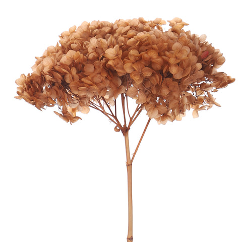 Natural Preserved Dried Hydrangea Flower
