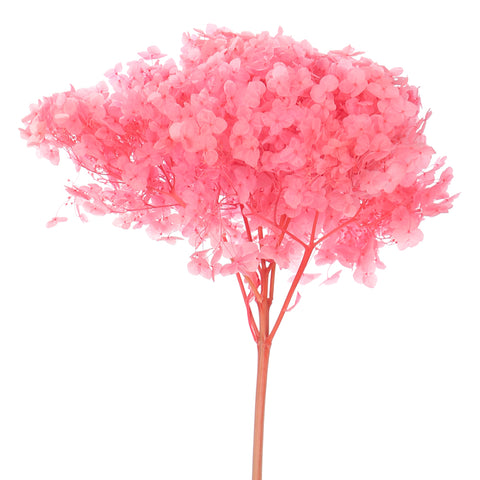 Natural Preserved Dried Hydrangea Flower