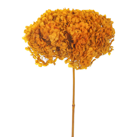 Natural Preserved Dried Hydrangea Flower