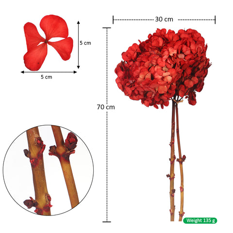 Red Preserved Hydrangea Bloom