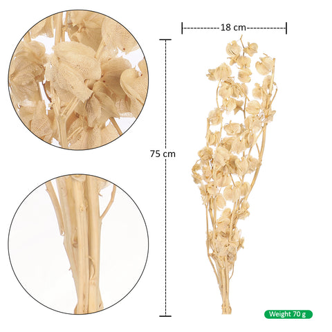 lantern flower stems