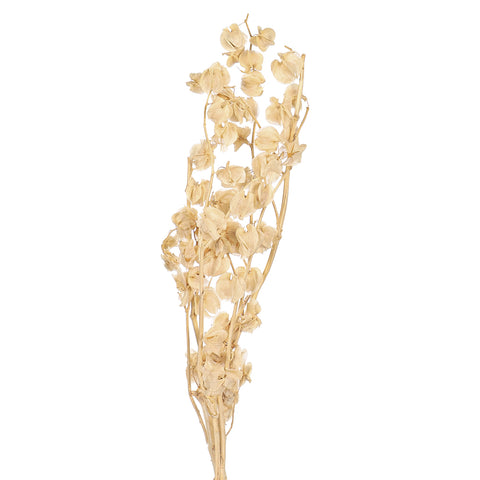 dried lantern stems