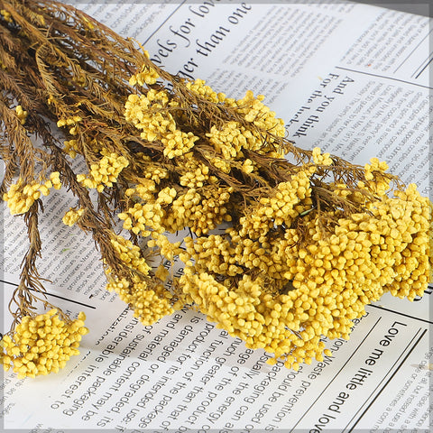 زهرة أرز طبيعية محفوظة