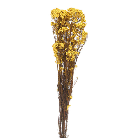 real natural preserved rice flower