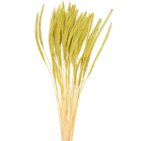 Preserved Dried Setaria Grass Flower