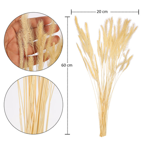 Preserved Dried Setaria Grass Flower