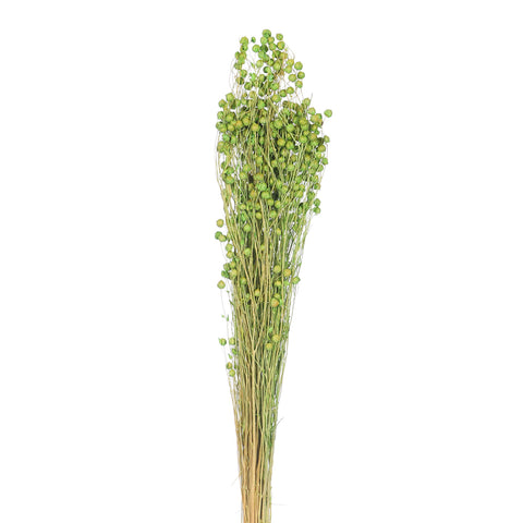 عشب الكتان المجفف طبيعياً