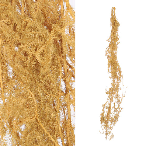 Preserved Lycopodium Japonicum Buck Grass
