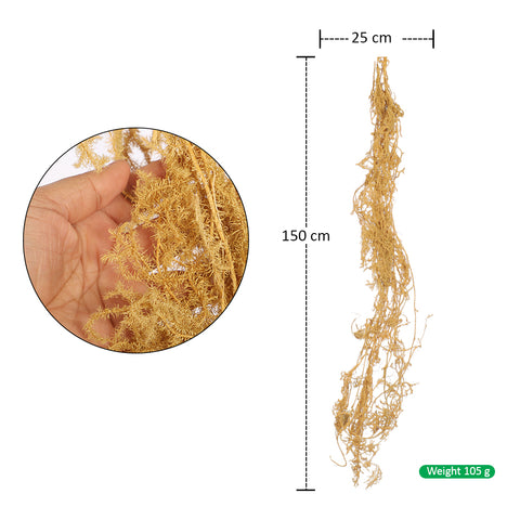 Preserved Lycopodium Japonicum Buck Grass