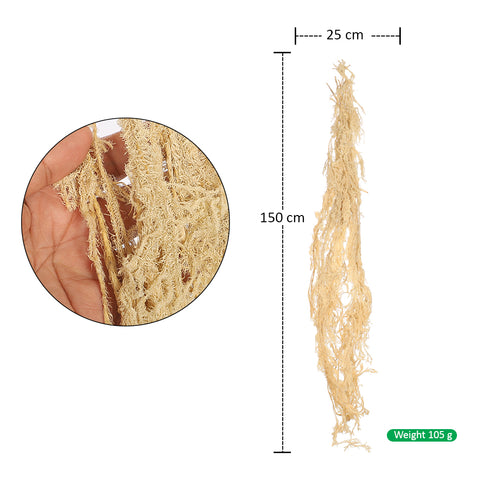 Preserved Lycopodium Japonicum Buck Grass