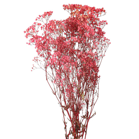 Natural Dried Gypsophila Flowers(without vase)
