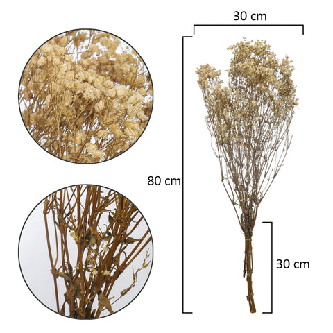 dried white gypsophila filler stems