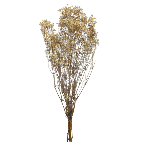 natural dried gypsophila flowers bunch