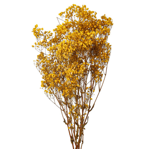 soft white gypsophila dried filler