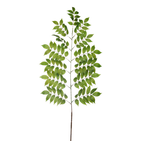 Gymnocladus dioicus leaf