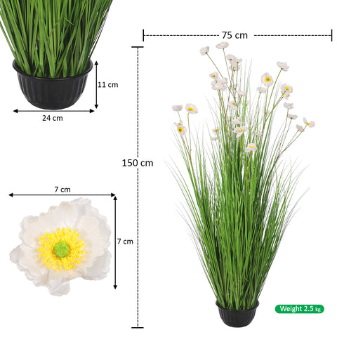 Daisy Grass Plant