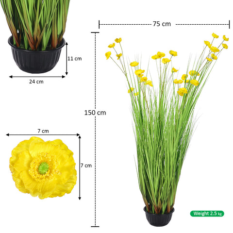 Decorative Daisy Plant