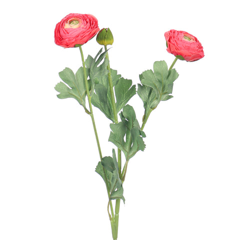 Ranunculus flower