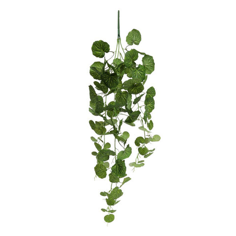 Fake leaf geranium plant