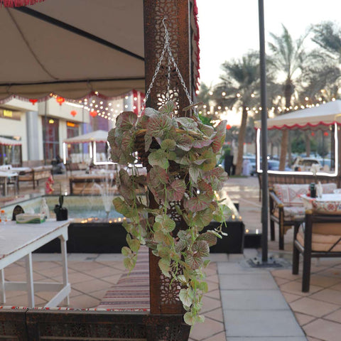 Fake Leaf Geranium Hanging Single Bush Plant