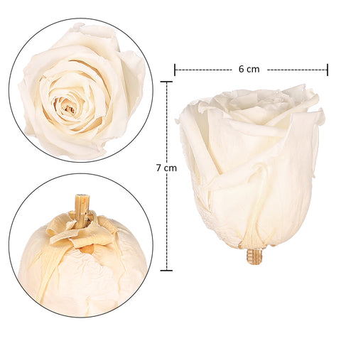 6 Pieces Preserved Rose Flower