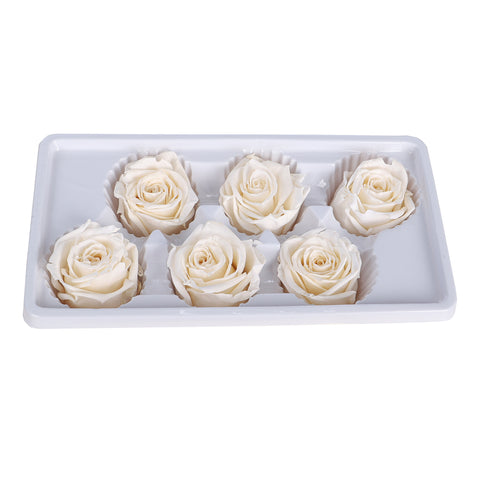 6 Pieces Preserved Rose Flower