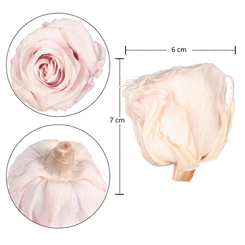 6 Pieces Preserved Rose Flower