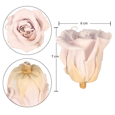 6 Pieces Preserved Rose Flower