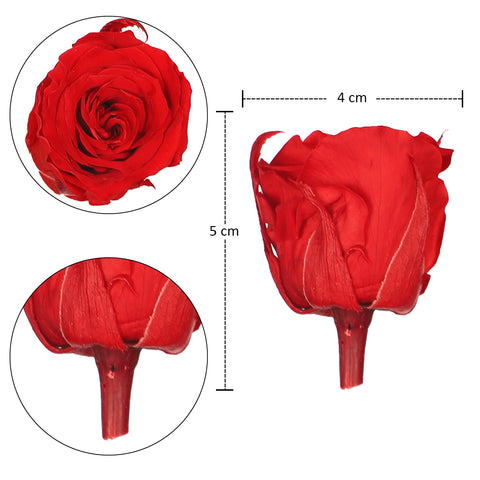rose bloom