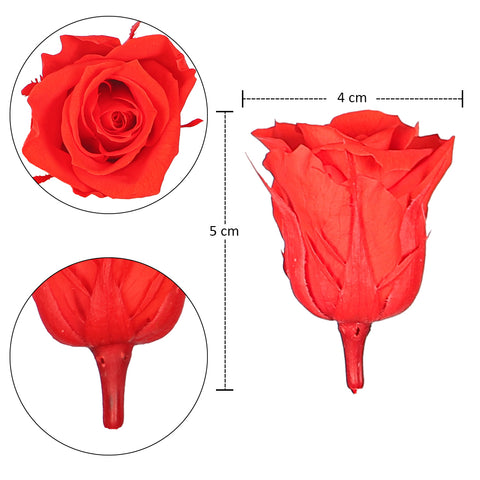 5cm real preserved rose