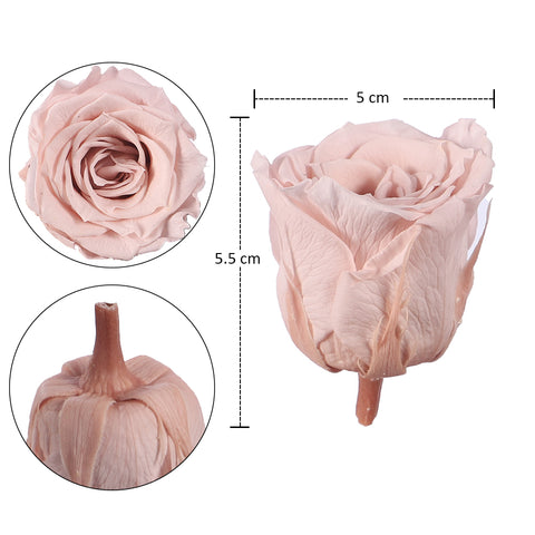 10pcs in a Box Preserved Rose Flowers