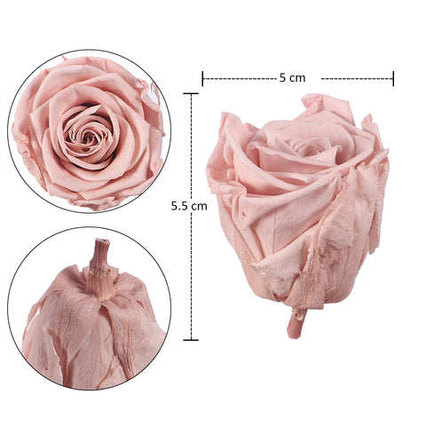 10pcs in a Box Preserved Rose Flowers