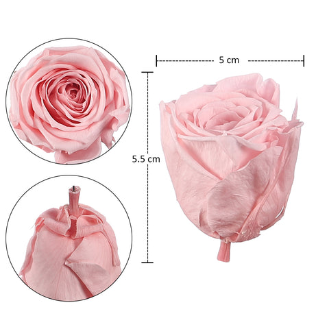 10pcs in a Box Preserved Rose Flowers