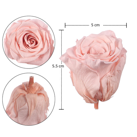 10pcs in a Box Preserved Rose Flowers