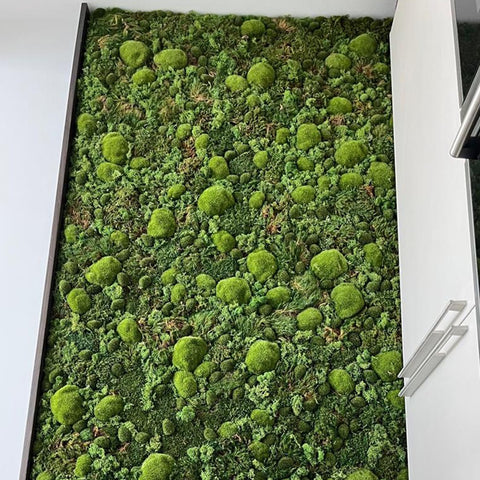 Indoor Green Wall Installation in Modern Kitchen for display purposes only (non-sale)