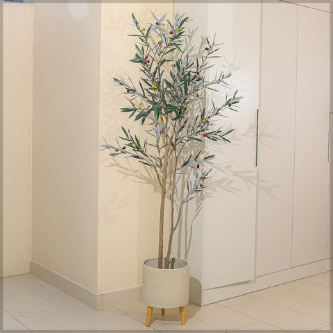 180cm Olive Plant