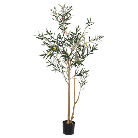 Indoor Olive Tree 180cm