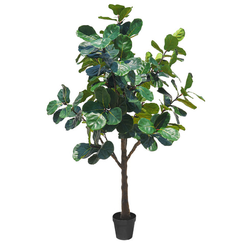 fiddle leaf fig