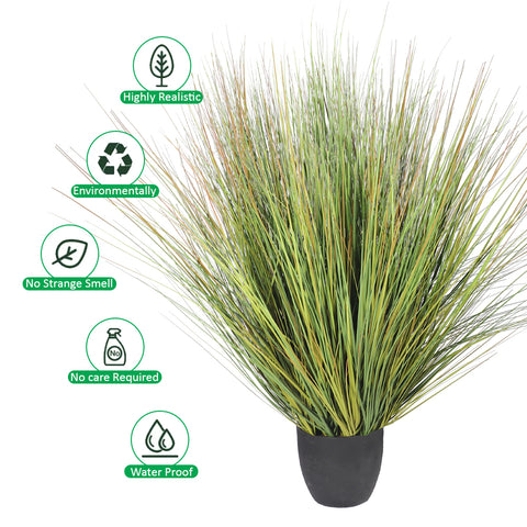 Grass plant in plastic pot