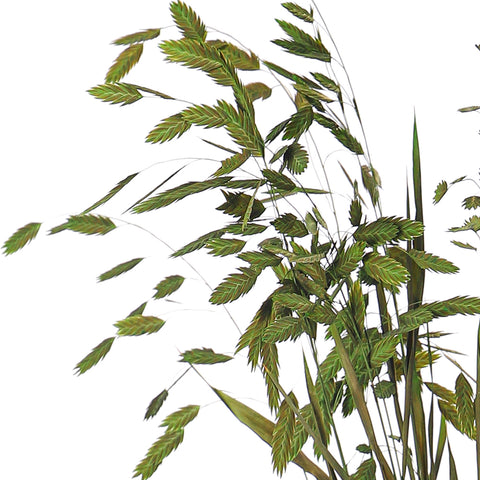 Natural Sea Oats for Vases