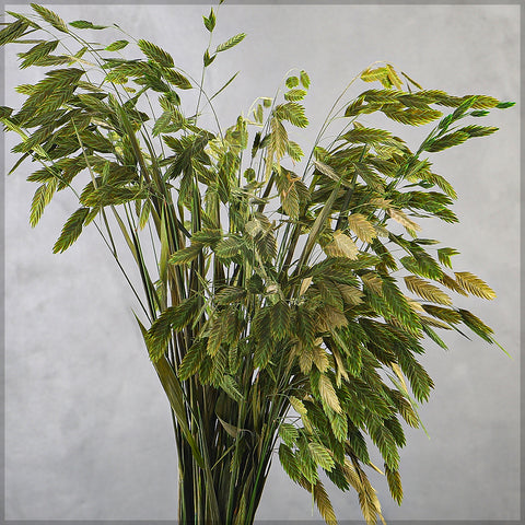 Natural Sea Oats