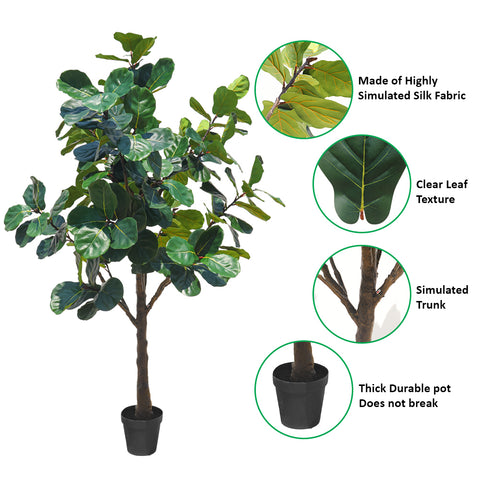 fiddle plant