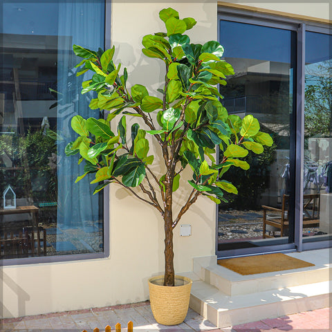 indoor fiddle plant