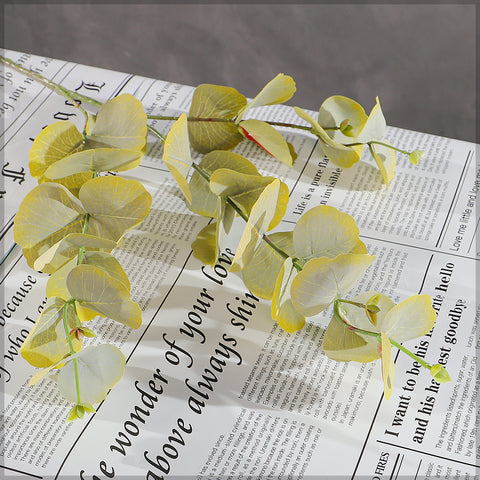 eucalyptus stem uae