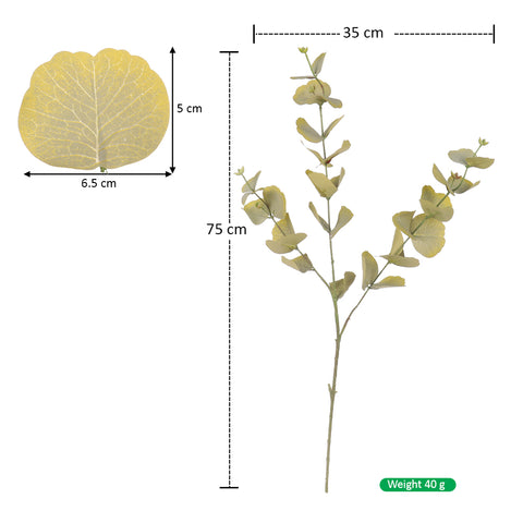 eucalyptus leaf stem