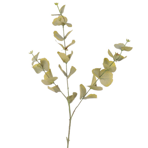decorative eucalyptus