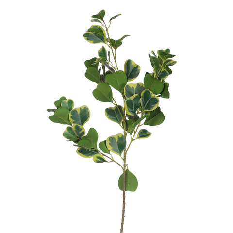Heart shaped leaves